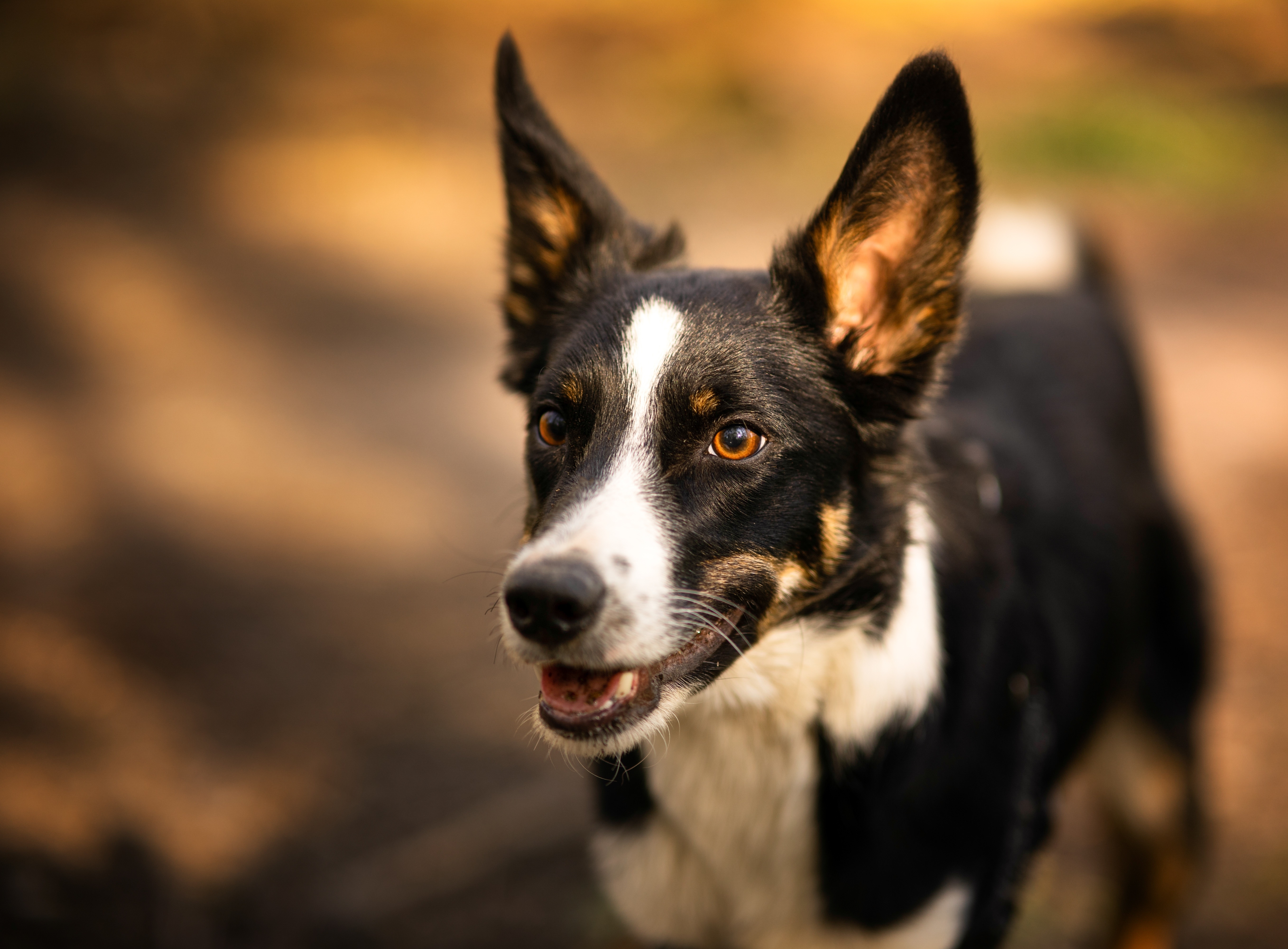 chien