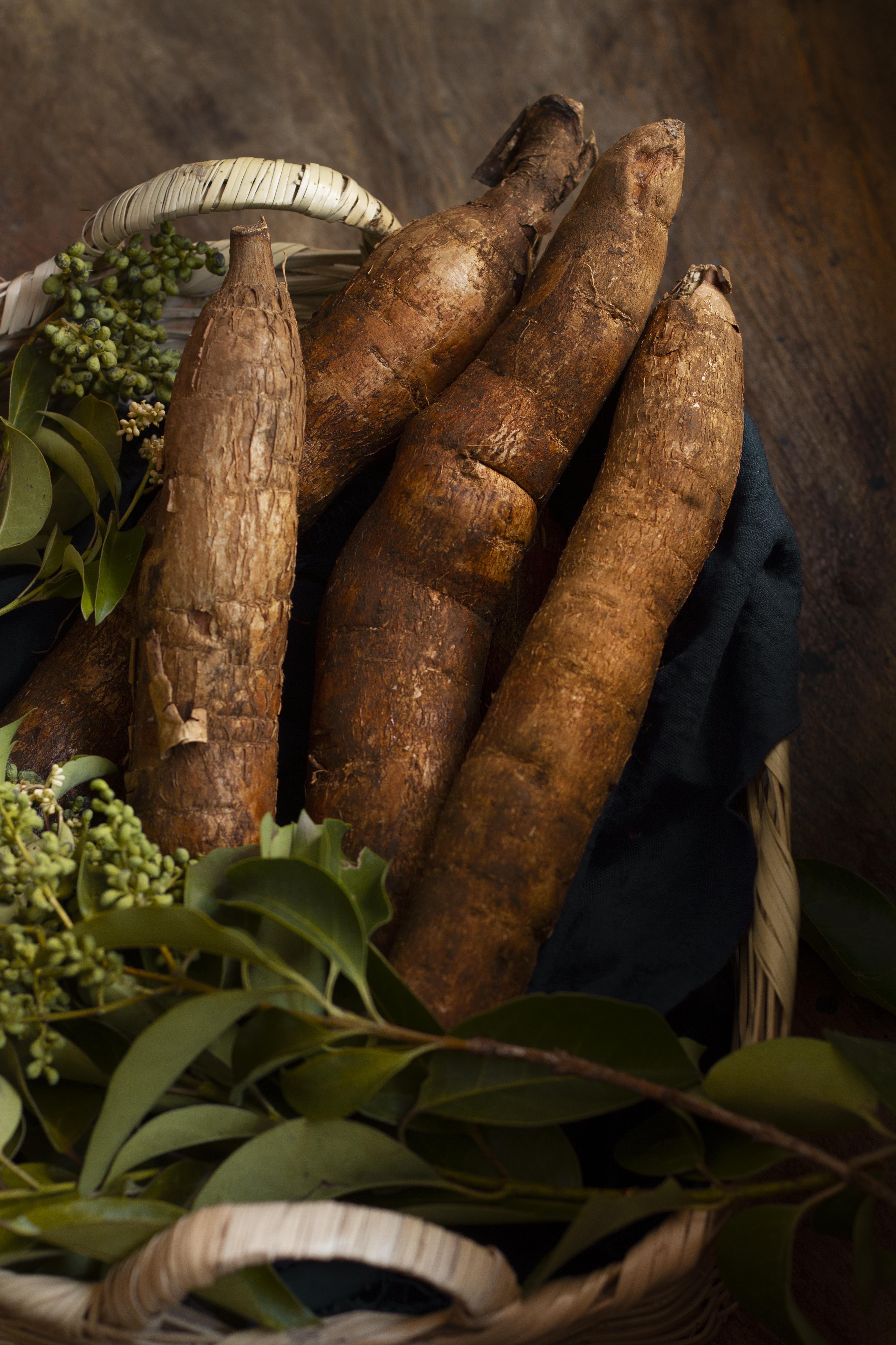 manioc