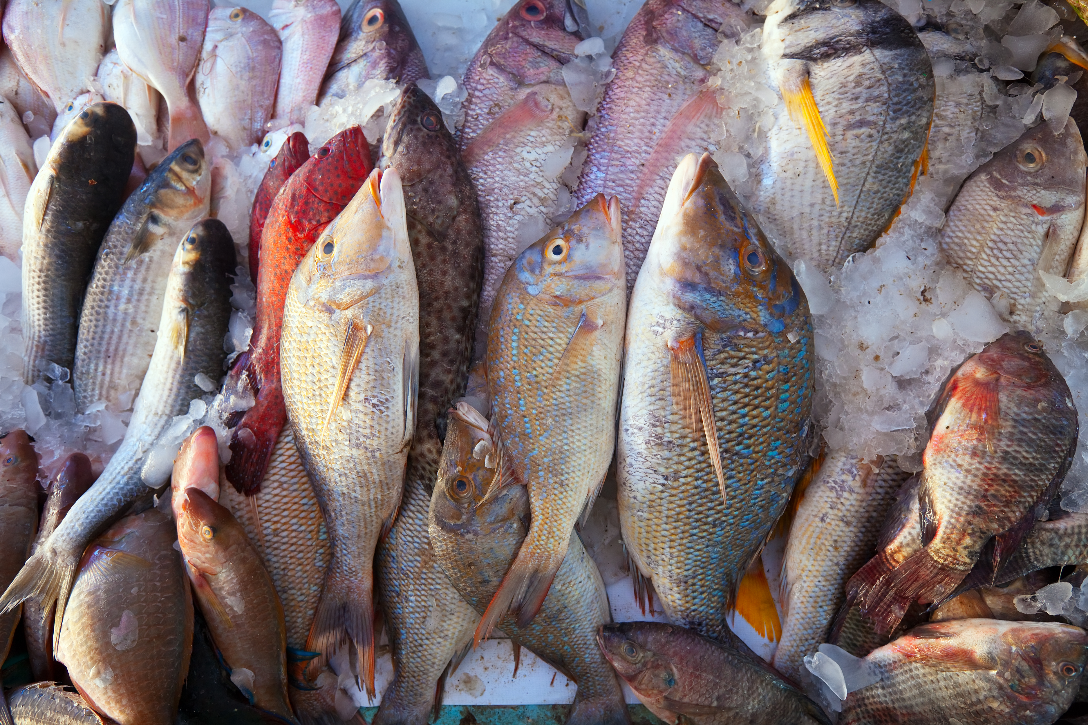poisson