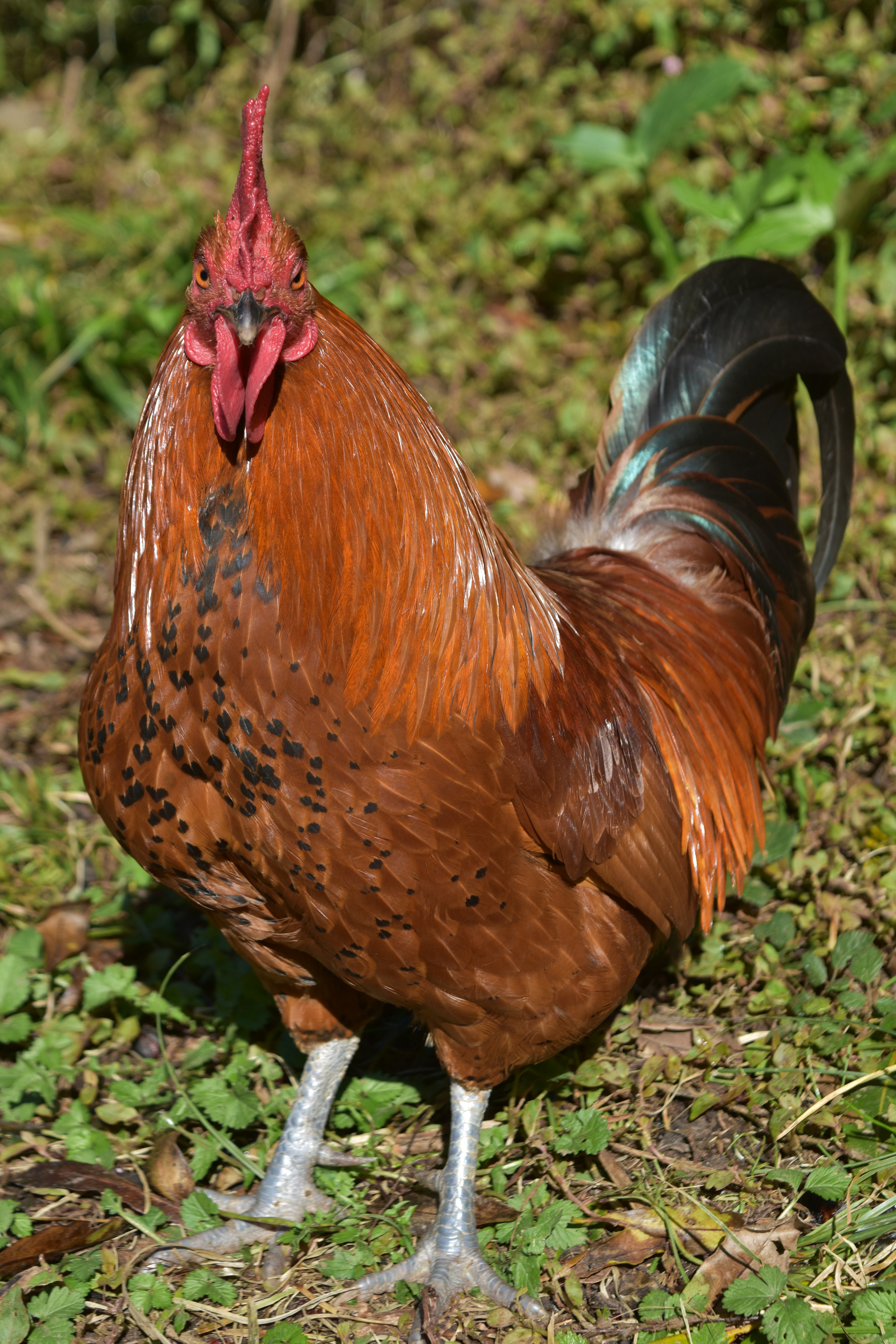 poulet
